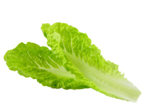 Romaine-Lettuce-300x225-1