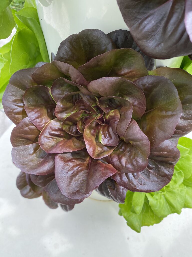 Butterheadred Emerge Gardens