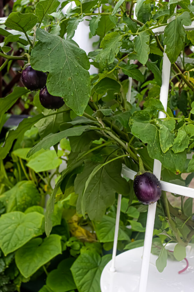 Eggplant